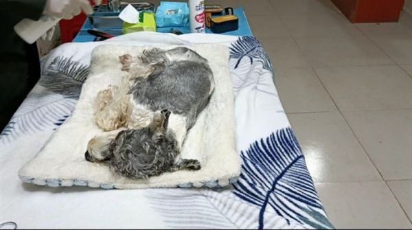 武汉宠物丧葬 动物火葬场 宠物安葬 小狗死亡 猫火化 无忧服务，高效服务