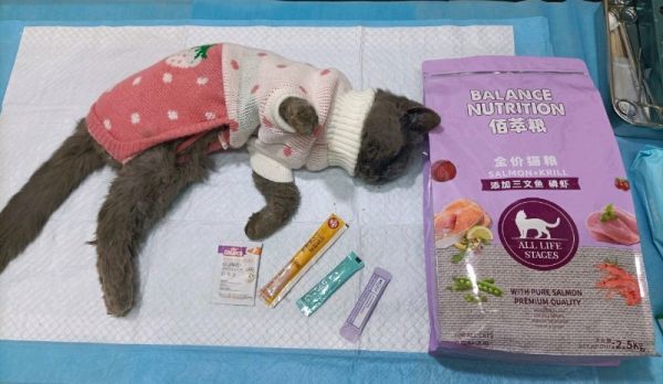 武汉宠物丧葬 动物火葬场 宠物安葬 小狗死亡 猫火化 无忧服务，高效服务