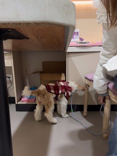 狗狗不舒服的日子