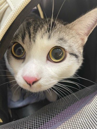 猫咪看病日记～