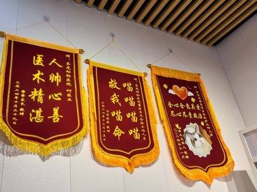 带着毛孩子体检的一天