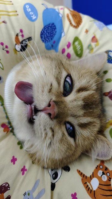 嘎蛋一生轻