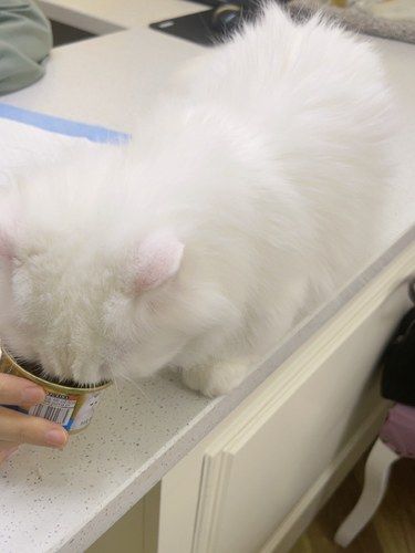 成都宠物医院宠立方