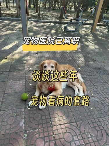 来聊聊宠物医院的那些事儿