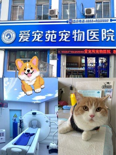 带着毛孩子体检的一天