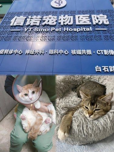 专业呵护小喵皮～