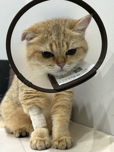 今天猫主子心情复杂了