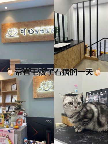 带着毛孩子看病的一天