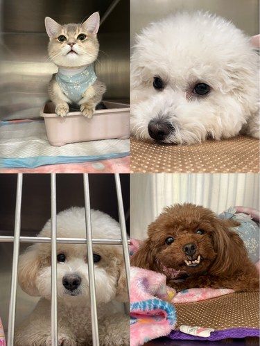 狂暴小猫咪剪指甲，医生轻松拿捏