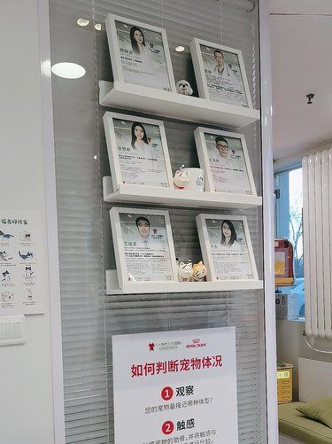 公猫绝育切蛋蛋啦