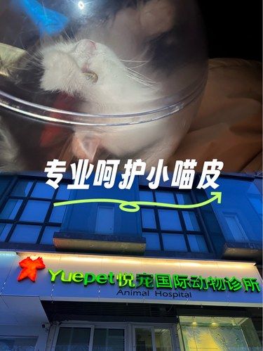 猫咪体检新体验！[点赞]