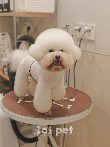 101 SALON｜宝子你是一个超级可馒头呀