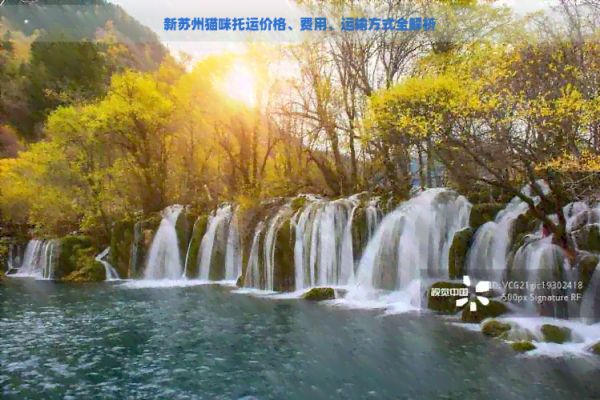 新苏州猫咪托运价格、费用、运输方式全解析