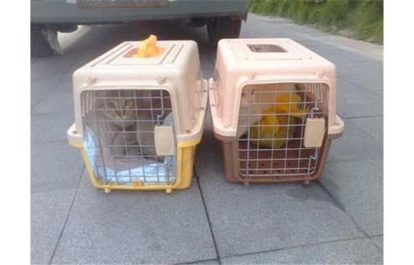 宠物空运托运收费标准 苏州活体宠物托运有单号吗
