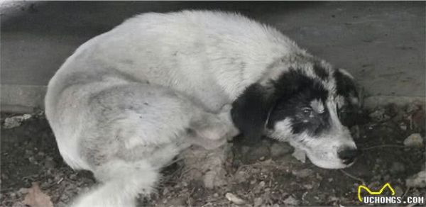 狗狗绝育有利有弊，这些坏处不要忽视了
