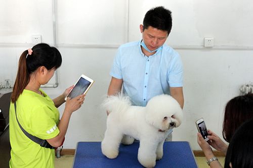宠物狗腹底毛修剪教程