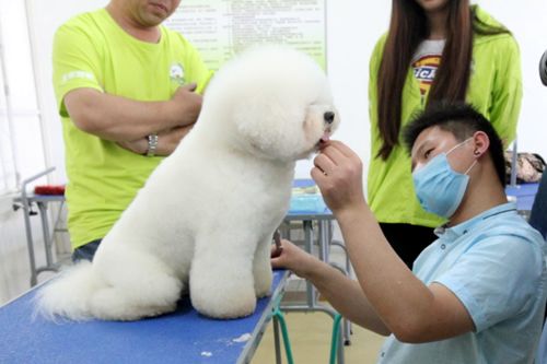 宠物狗腹底毛修剪教程