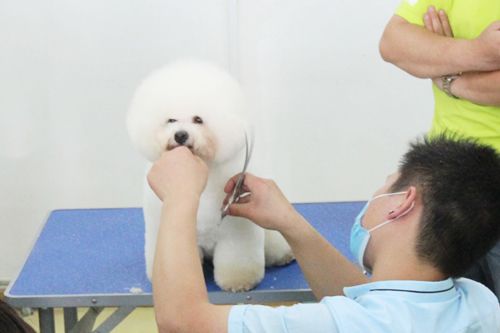 宠物狗腹底毛修剪教程