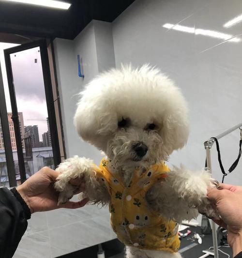 狗狗腹底毛是什么意思？如何正确处理？