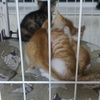 三只小橘,一只黑橘 求领养 晚上联系 白天没时间