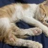 大橘猫 从宠物店买的 很健康 只是因为家人怀孕了无法继续养下去了
