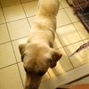 爱犬拉布拉多找爱心人士领养