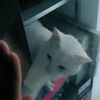 小咪需要一个真心爱护它的人