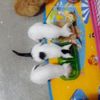 【山东】流浪奶猫领养