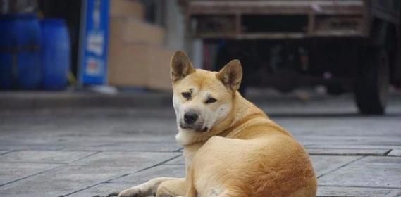 狗狗为什么会翻肠子？怎么办？（教你如何避免狗狗翻肠子及处理方法）