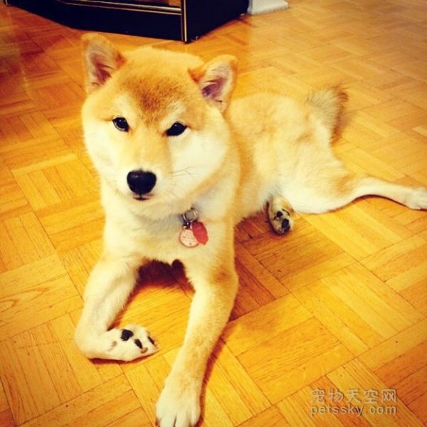 一只坐姿百态惹人发笑的柴犬 背后有个悲伤的原因