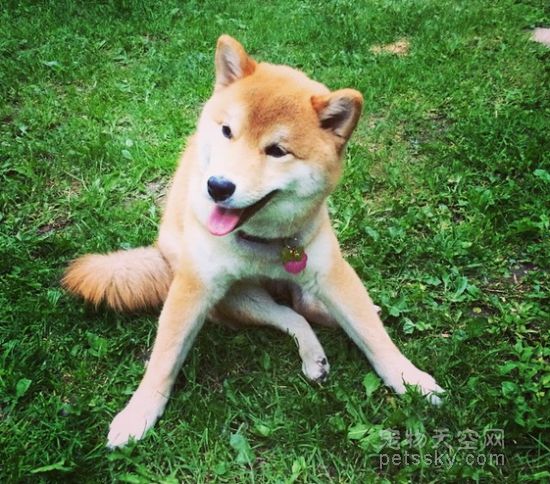 一只坐姿百态惹人发笑的柴犬 背后有个悲伤的原因