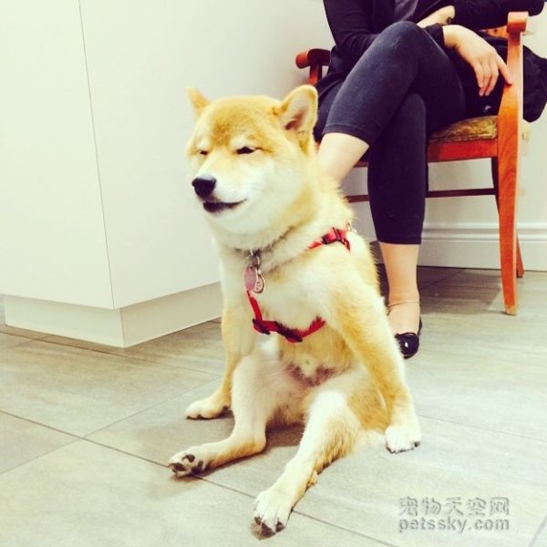 一只坐姿百态惹人发笑的柴犬 背后有个悲伤的原因