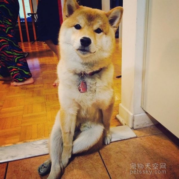 一只坐姿百态惹人发笑的柴犬 背后有个悲伤的原因