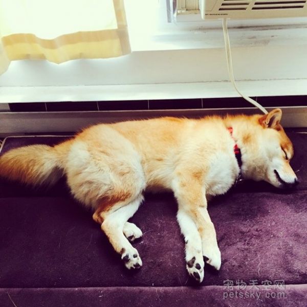一只坐姿百态惹人发笑的柴犬 背后有个悲伤的原因