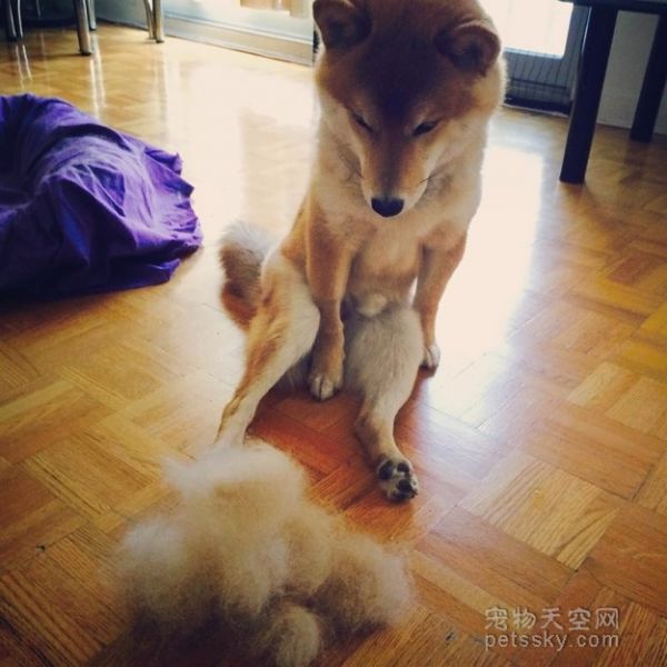 一只坐姿百态惹人发笑的柴犬 背后有个悲伤的原因