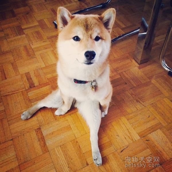 一只坐姿百态惹人发笑的柴犬 背后有个悲伤的原因