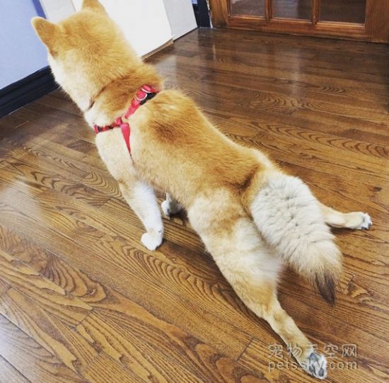 一只坐姿百态惹人发笑的柴犬 背后有个悲伤的原因