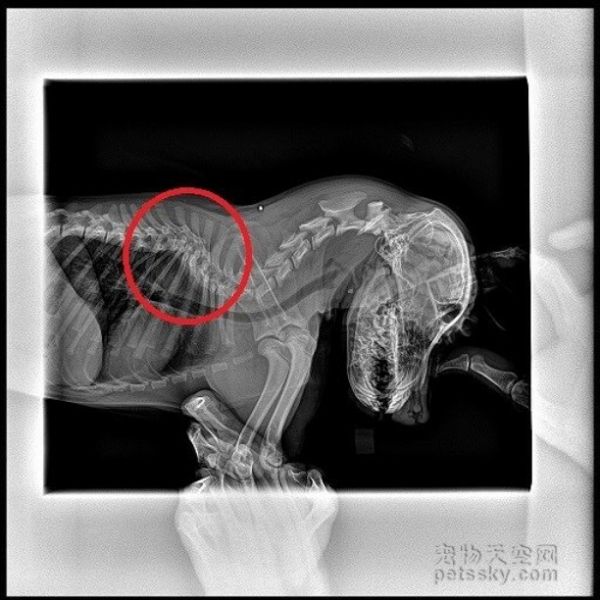 一只坐姿百态惹人发笑的柴犬 背后有个悲伤的原因