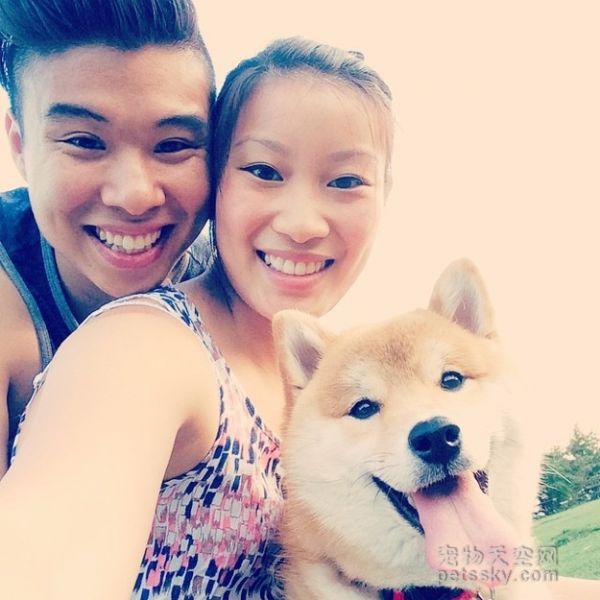一只坐姿百态惹人发笑的柴犬 背后有个悲伤的原因