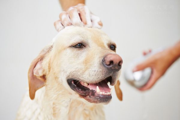 离婚分割财产，男主人只要走了爱犬