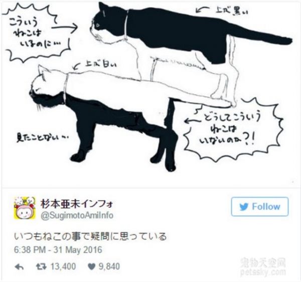 为什么黑白猫咪都是上黑下白 却没有上白下黑的猫咪