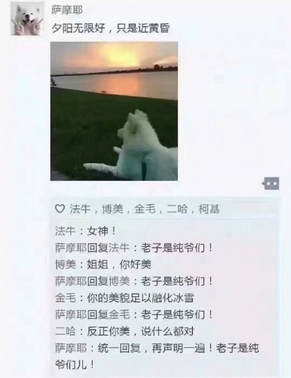 假如狗狗也有自己的朋友圈 它们会发一些什么状态