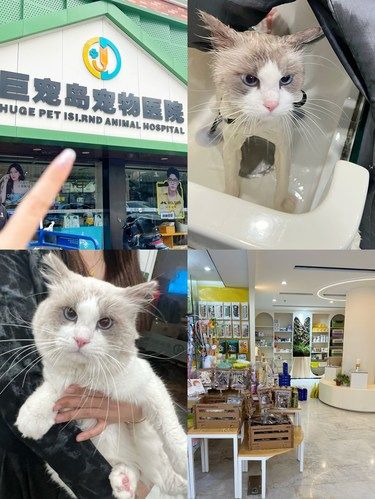 这家宠物店洗澡太让我满意了！