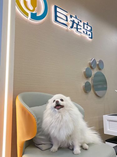 找到了澄海宝藏宠物聚集地！
