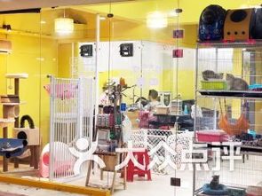汕头宠物店：选购宠物必看指南？汕头市宠物店排名及口碑评价