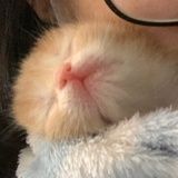 甜辣爱喵丽