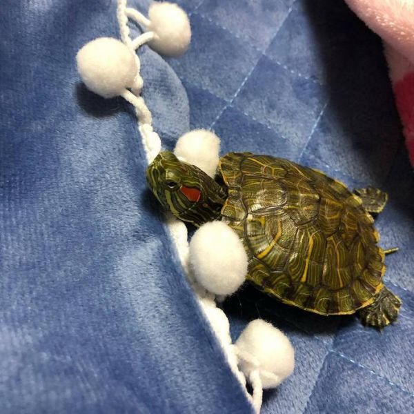大学寝室不是猫咪和狗狗的理想生活环境，但养这些宠物就没问题