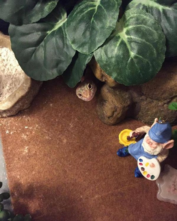 大学寝室不是猫咪和狗狗的理想生活环境，但养这些宠物就没问题