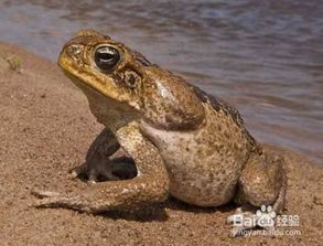 蛤蟆宠物：养殖、喂养、繁殖全攻略？蛤蟆宠物初养必备知识