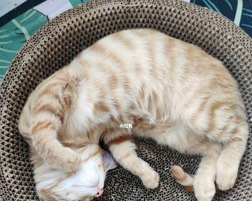 如何帮助刚出生的小猫进行大小便训练（初为宠物主人的必备指南）